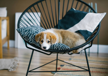 可爱的小狗韦尔什科吉彭布罗克坐在工作室内部的椅子上。 可爱的小狗为相机摆姿势。 特写照片