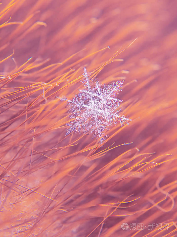 雪花在五颜六色的背景上美丽