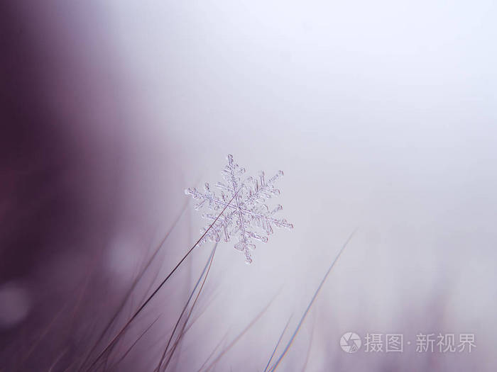 雪花在五颜六色的背景上美丽