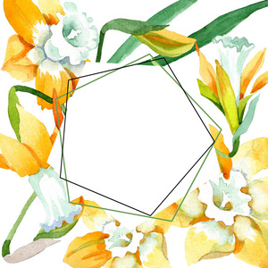 黄色水仙花植物花。水彩背景插图集。框架边框装饰正方形