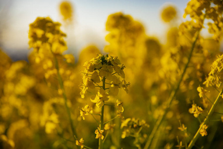 神奈川县舒南 azumayama 公园的 canola 花园关闭