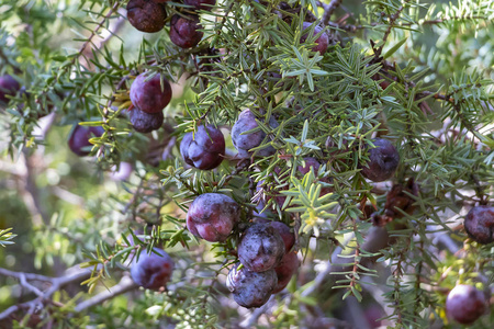 浆果西红柿图片