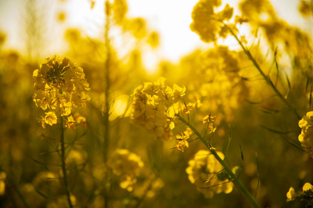 神奈川县舒南 azumayama 公园的 canola 花园