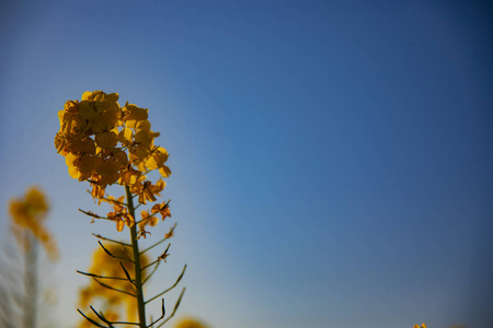 神奈川县舒南 azumayama 公园的 canola 花园