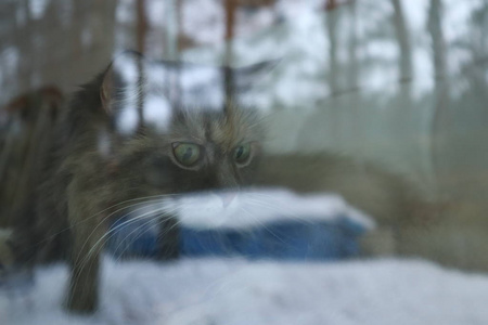 毛茸茸的灰色猫在家看着街道。 从外面看。 加拿大森林猫
