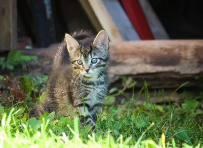 在农场院子里可爱好奇的小猫