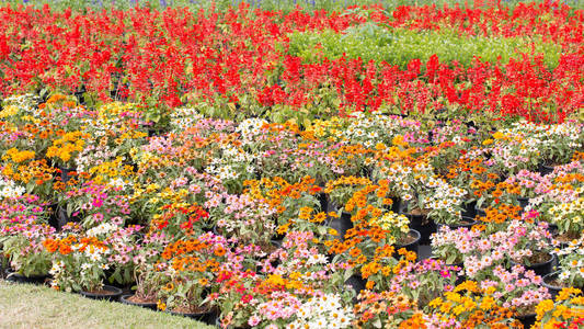 公园花坛图片-公园花坛素材-公园花坛插画-摄图新视界