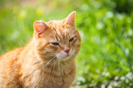 一只年轻活跃的红猫，绿色的眼睛盯着一个乡下院子里的夏草背景。