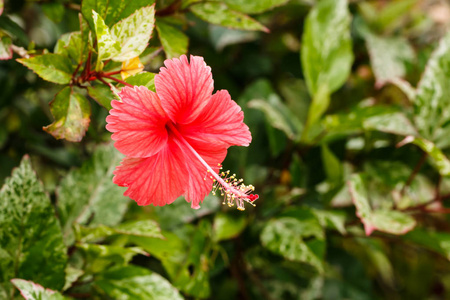 粉红色芙蓉花在大自然中