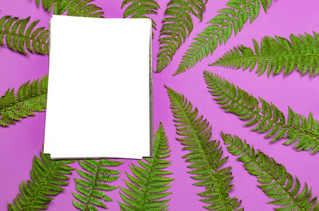 热带夏季背景，绿色蕨叶和空白白纸上的文字在明亮的粉红色背景上俯视平躺。夏季花卉构图，绿叶框架自然概念模型设计
