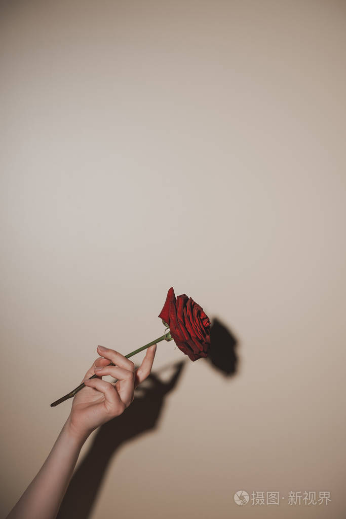 米黄色背景下持有红玫瑰花的女人的局部景色