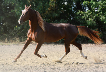 红马在沙漠尘埃上小跑着仰望美丽的天空美丽的黑发女孩与长的头发摆在