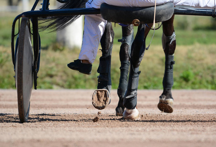 马和马具的腿。在细节上控制赛马。