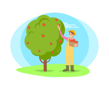 农民采摘水果从树在花园动画片图片