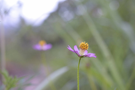 宇宙黄花开芽