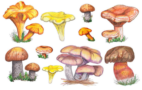 水彩秋水彩蘑菇一套。 孤立在白色背景上。 橙盖牛肝菌菇。 完美的设计卡
