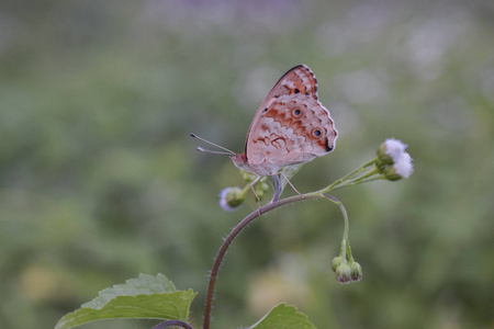 蝴蝶对花卉自然特写野生动物