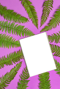 热带夏季背景绿色蕨类植物叶和空白白纸上的文字，明亮的粉红色背景，俯视平面。 夏季花卉构成绿叶框架自然概念模拟设计
