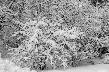 冬天覆盖着雪的树枝