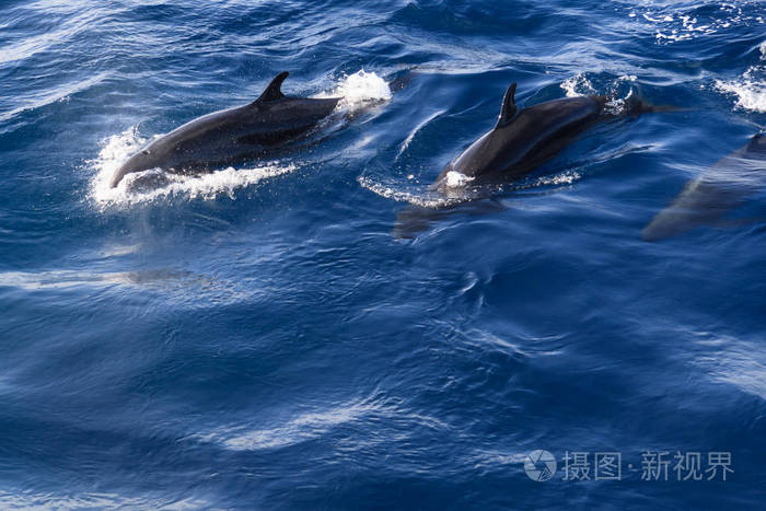 s family of black dolphins in the open ocean