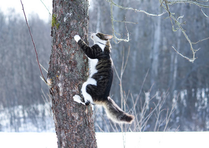 黑白毛茸茸的幼猫在冬天的公园里爬在树上。