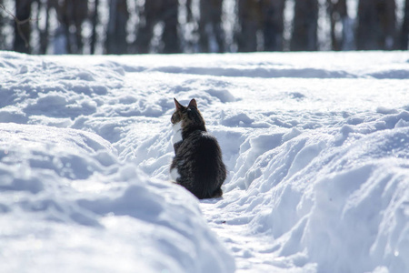 年轻的猫在冬天的户外雪地上。