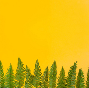 热带夏季背景绿色蕨叶在明亮的黄色背景上，俯视平面，复制空间。 夏季花卉构图绿叶框架。 自然概念。