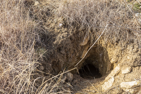 土拨鼠的洞穴图片
