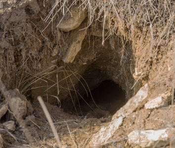 土拨鼠的洞穴图片