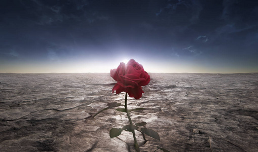 一幅玫瑰花生长在尘土飞扬,毫无生气的沙漠中的图画照片