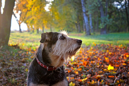 秋天一只狗坐在五颜六色的落叶里的肖像。 背景上有美丽的太阳。