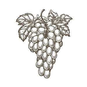 手绘的一串葡萄. 水果葡萄园葡萄酒素描. 复古矢量照片