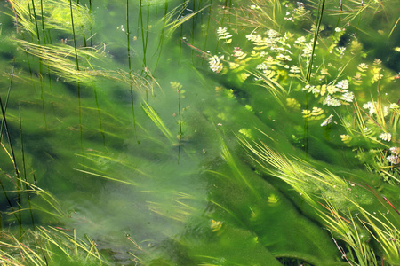 池塘里的藻类图片