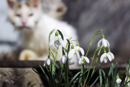背景季节的白春花雪花和白猫