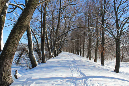 冬天森林里的雪路通往森林的道路的照片。季节是冬天。 寒冷，霜冻，阳光明媚。美丽的自然景观。白雪中的树木。国家俄罗斯。