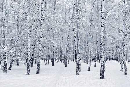 森林中桦树上的雪