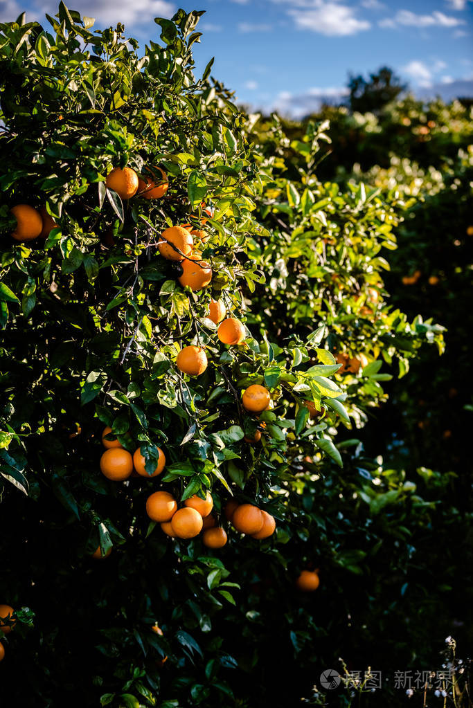 成熟的橘子生长在地中海果园的阳光下,从夏天的瓦伦西亚橘子树健康地