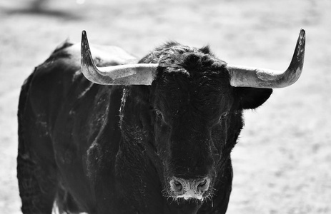 西班牙公牛队的愤怒公牛
