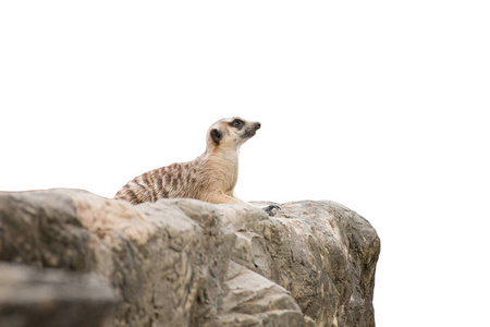 猫鼬坐在白色背景的岩石上
