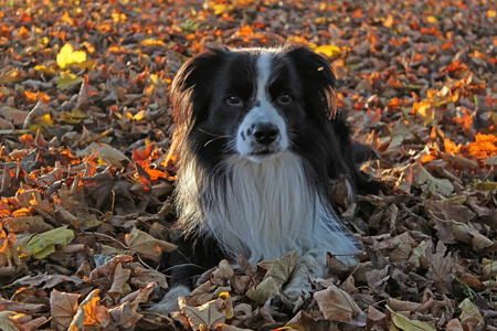 秋天躺在秋天彩色树叶上的狗的肖像。 这个品种是黑白相间的长毛牧羊犬。