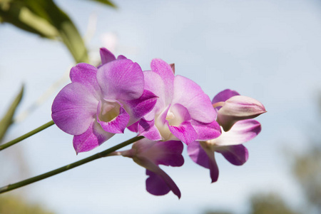 花园里美丽的兰花