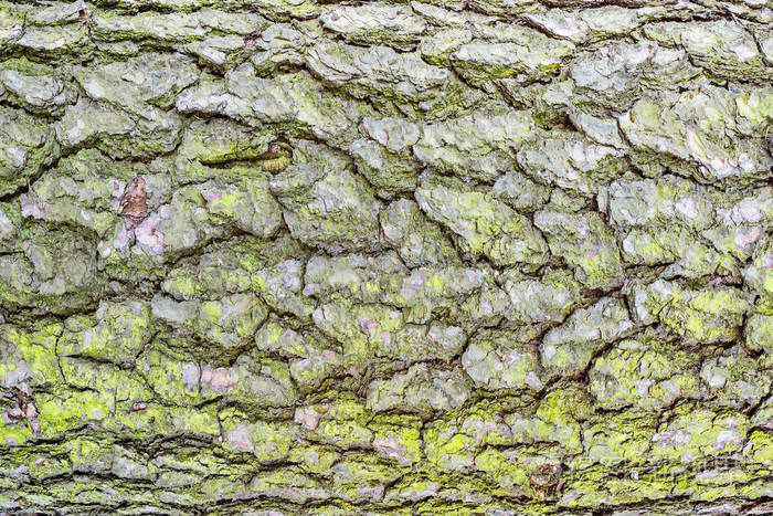 松树树皮纹理. 树干表面