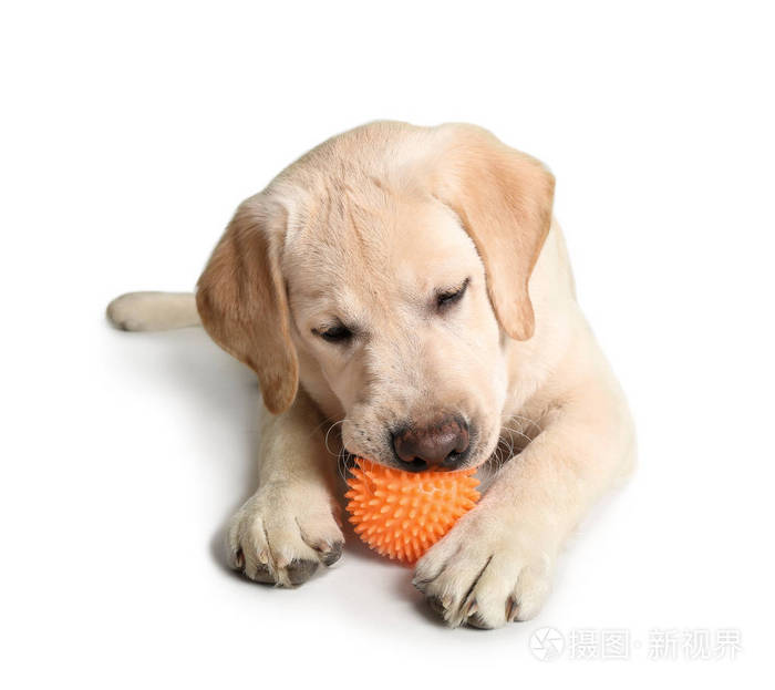 白色背景带球的可爱拉布拉多犬照片 正版商用图片191wrh 摄图新视界