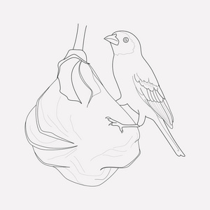 在干净的背景上隔离的织布鸟图标线的矢量插图为您的网络移动应用程序