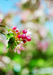 苹果花和苹果芽的花枝。分枝苹果树与绿叶。春天的概念