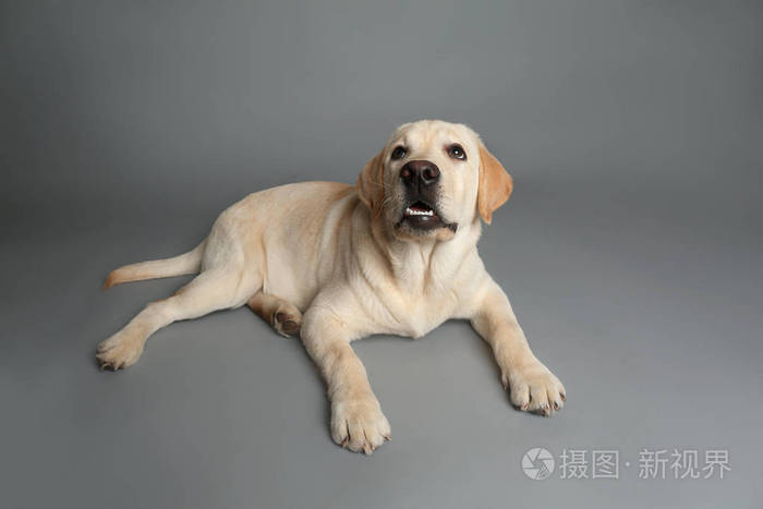 灰色背景下可爱的拉布拉多犬照片 正版商用图片19r1 摄图新视界