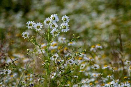 绿草中美丽绽放的乡村花朵。 拉脱维亚有白色野花的草地。 春天和夏天的自然花在草地上。