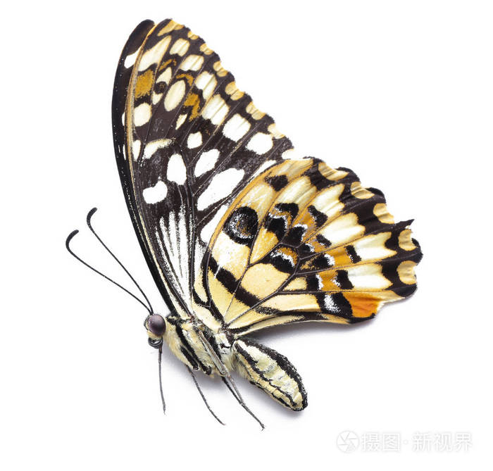 白色背景上美丽的热带蝴蝶