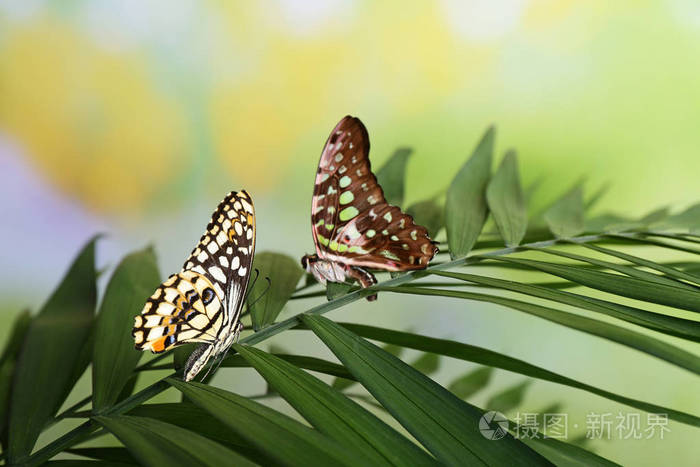 美丽的蝴蝶坐在户外的热带叶子上