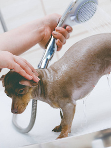 照顾她小狗的女人。 女性清洗清洁针，拉特普拉茨斯基，克瑞萨里克在淋浴下。 动物卫生概念。